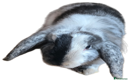 Mini Lion Lop rabbits for sale: 5 months old mini lion flop rabbit - Image 2