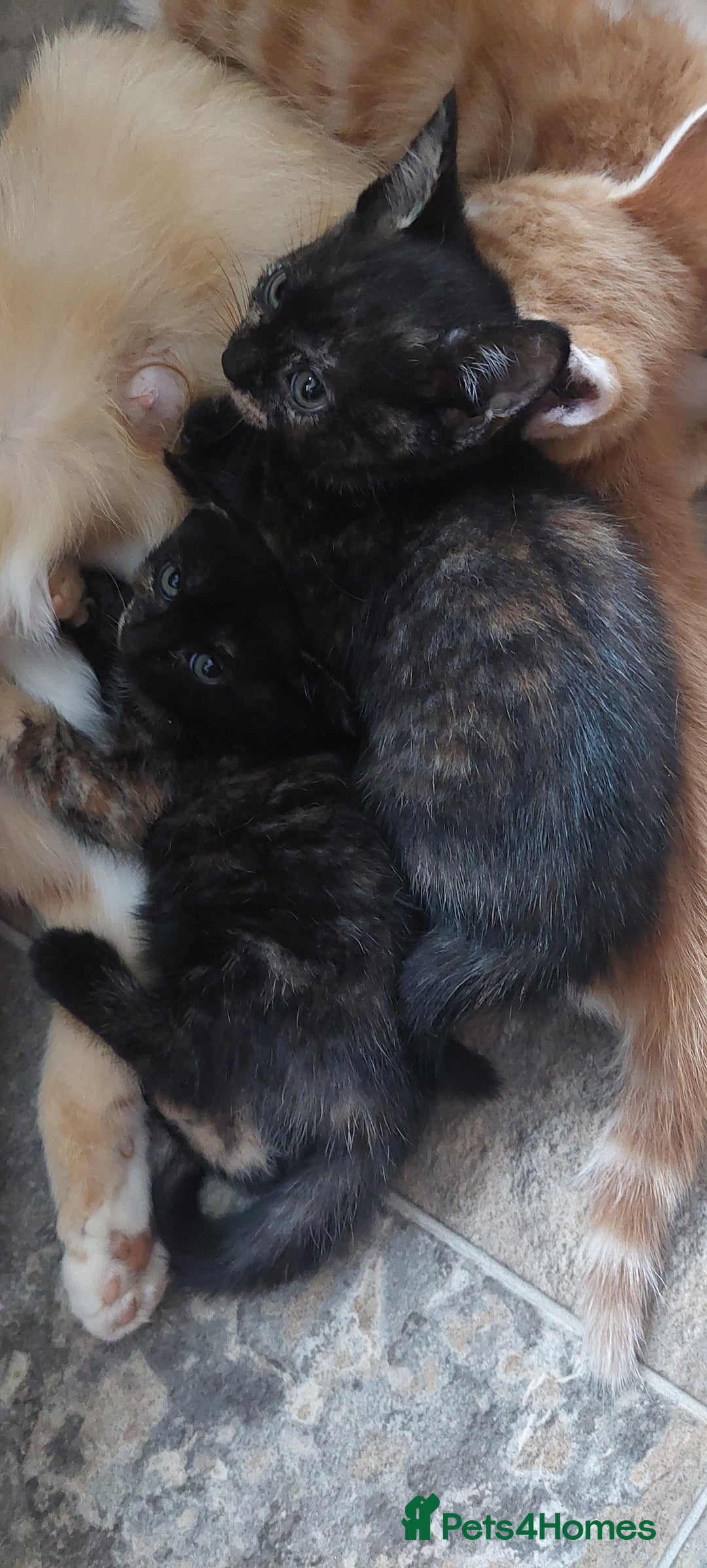 Mixed Breed cats for sale: Kittens ready to go now. - Image 6