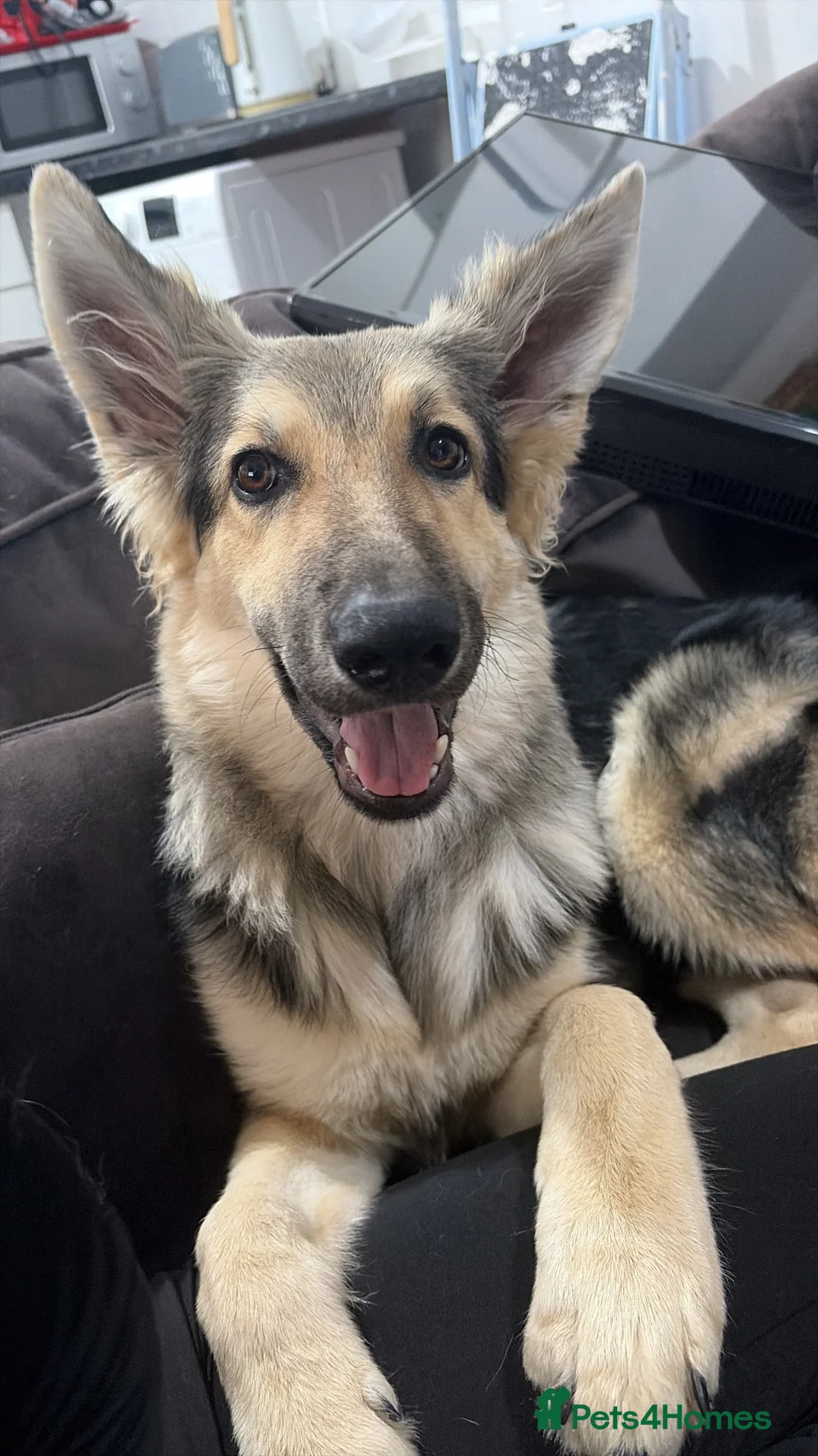 German Shepherd dogs for sale: 5 month old Trixie  - Advert 1