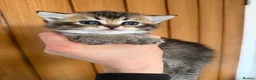 Scottish Fold cats for sale: Champion bloodlines Scottish Fold-Straight Kittens - Advert 17