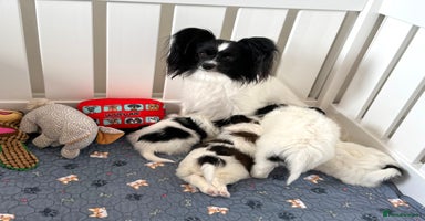 Papillon dogs - Advert 5