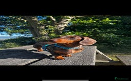 Miniature Dachshund dogs for sale: Miniature dachshunds - Image 6