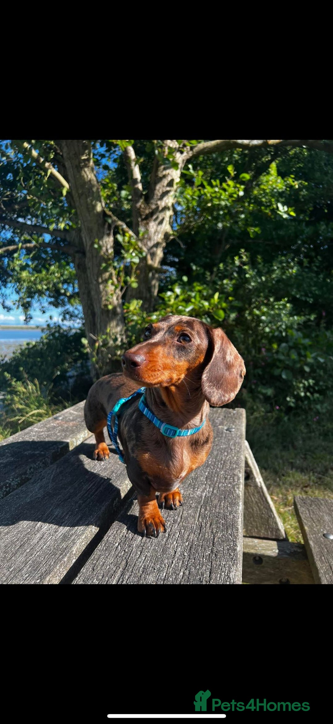Miniature Dachshund dogs for sale: Miniature dachshunds - Image 6