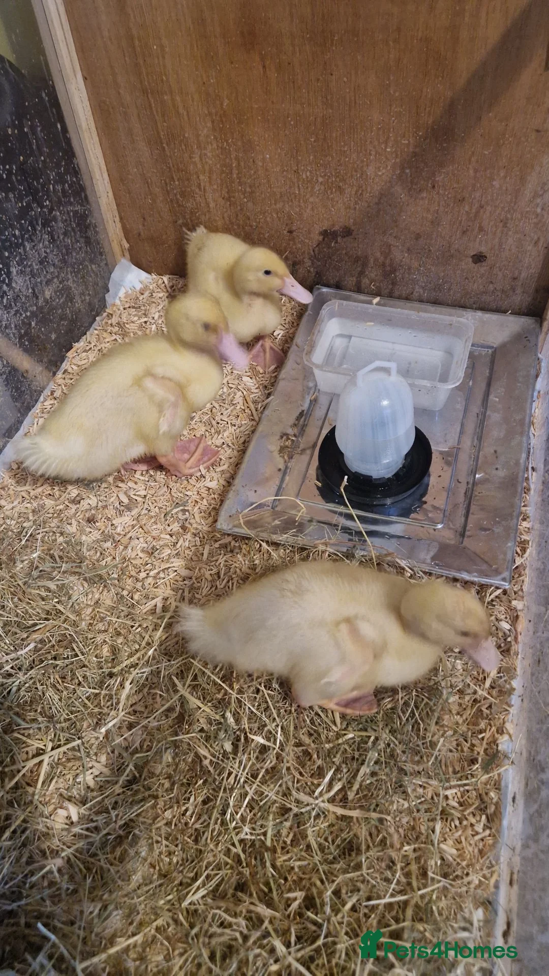 Ducks poultry for sale: Cherry valley ducklings  in Newark - Advert 3
