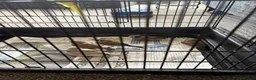 Budgerigars birds for sale: Baby budgies and baby finches  - Advert 2