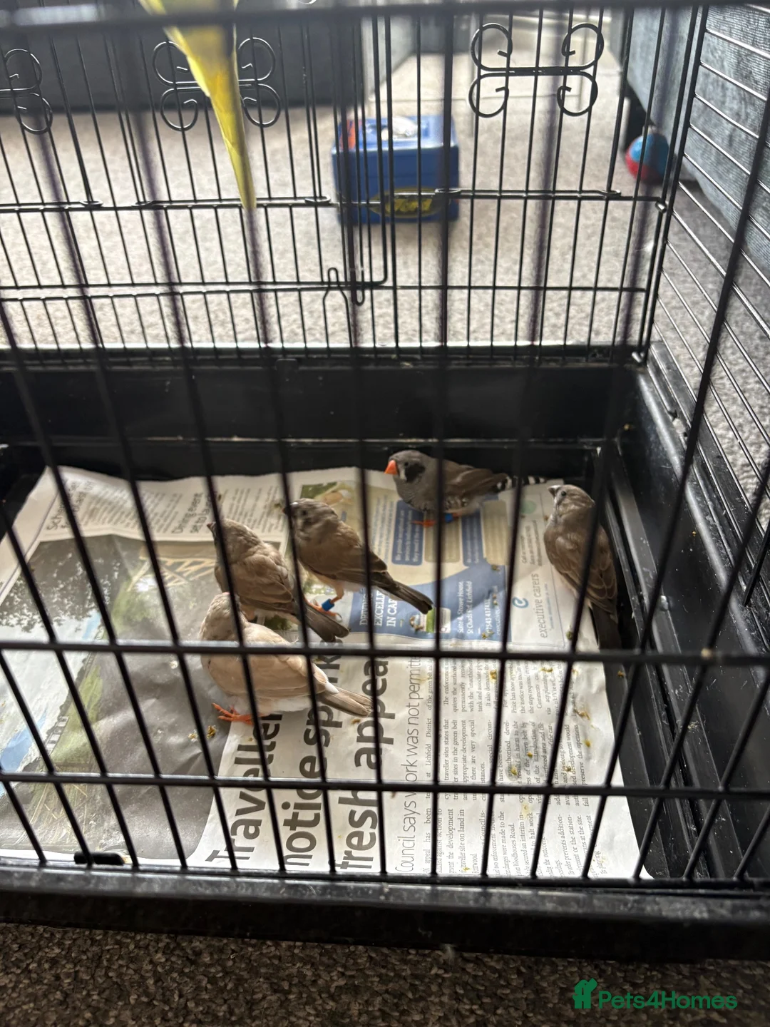 Budgerigars birds for sale: Baby budgies and baby finches  - Advert 2