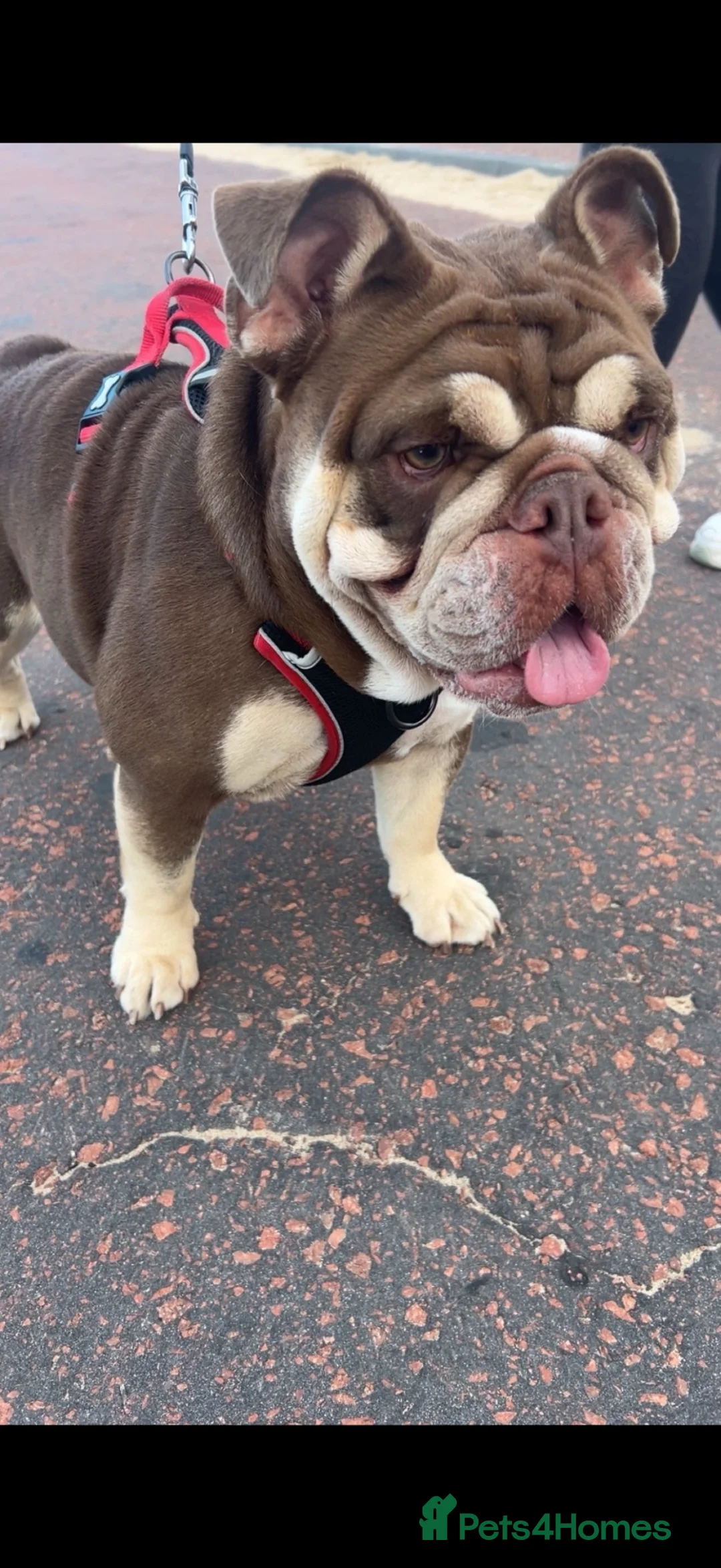 English Bulldog dogs for sale: Luna 3 year old English bulldog  - Advert 17