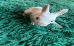 Rex rabbits for sale: Pure bred mini Rex  - Image 7