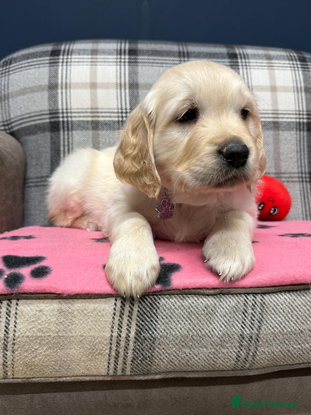 Golden Retriever dogs for sale: 🐶 Gorgeous Chunky Golden Retriever Puppies 🐶 - Advert 24