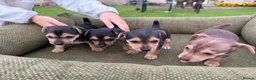Jack Russell dogs for sale: Black & Tan Jack Russell Puppies  in Richmond - Advert 15