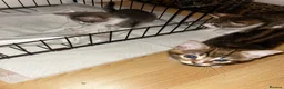 Domestic Shorthair cats for sale: 4 gorgeous male kittens 8weeks - Advert 28