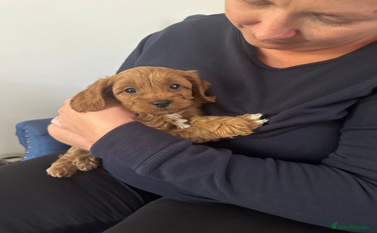 Cavapoo dogs - Advert 1
