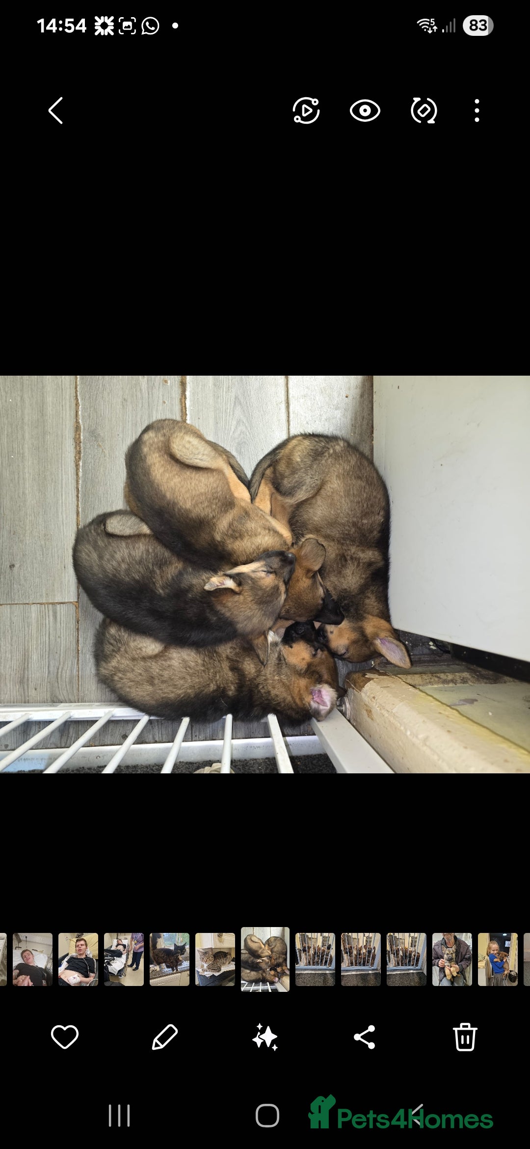 German Shepherd dogs for sale: Beautiful German shepherd pups - Advert 3