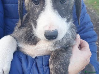 Mixed Breed dogs 4.5 months male Macedonian rescue puppy - Advert 7