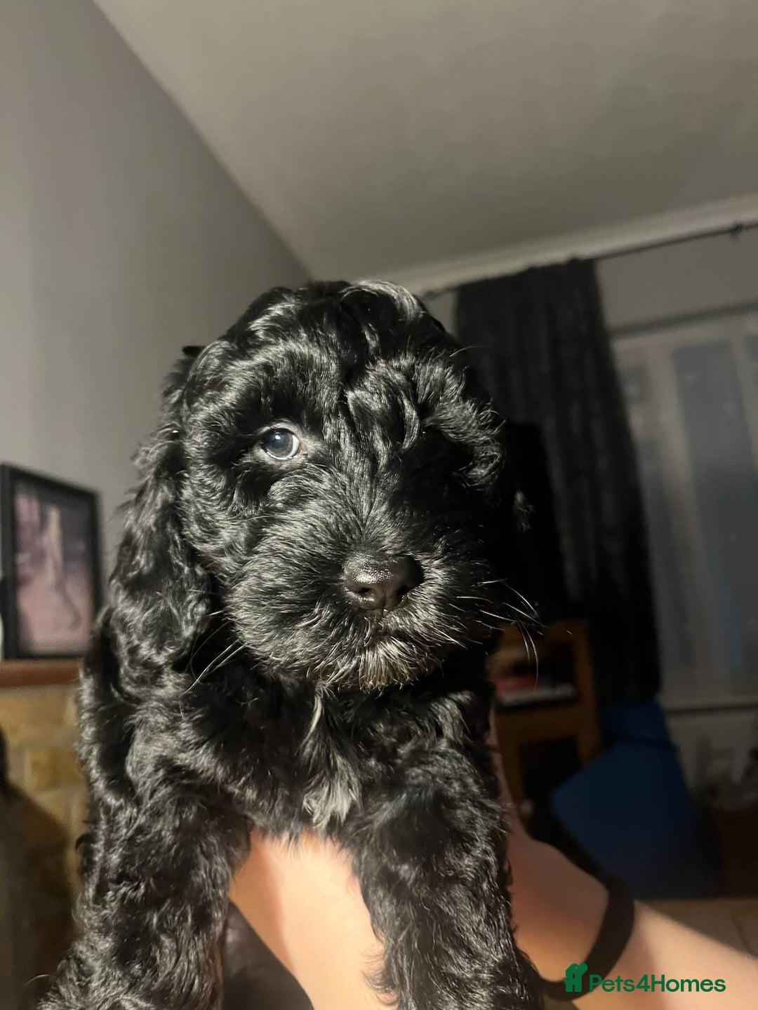 Cockapoo dogs for sale: Ready now black baby girl cockerpoo - Advert 3