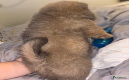 Chow Chow dogs for sale: Merle Chow Chow Pups 🐻 - Image 29