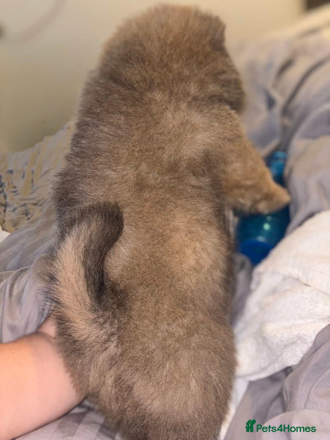 Chow Chow dogs for sale: Merle Chow Chow Pups 🐻 - Image 29
