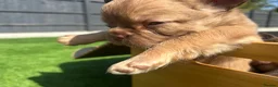 French Bulldog dogs for sale: Fluffy Frenchies  - Advert 36