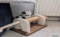 Mixed Breed cats for sale: Beautiful healthy kittens 😍😍 - Image 4
