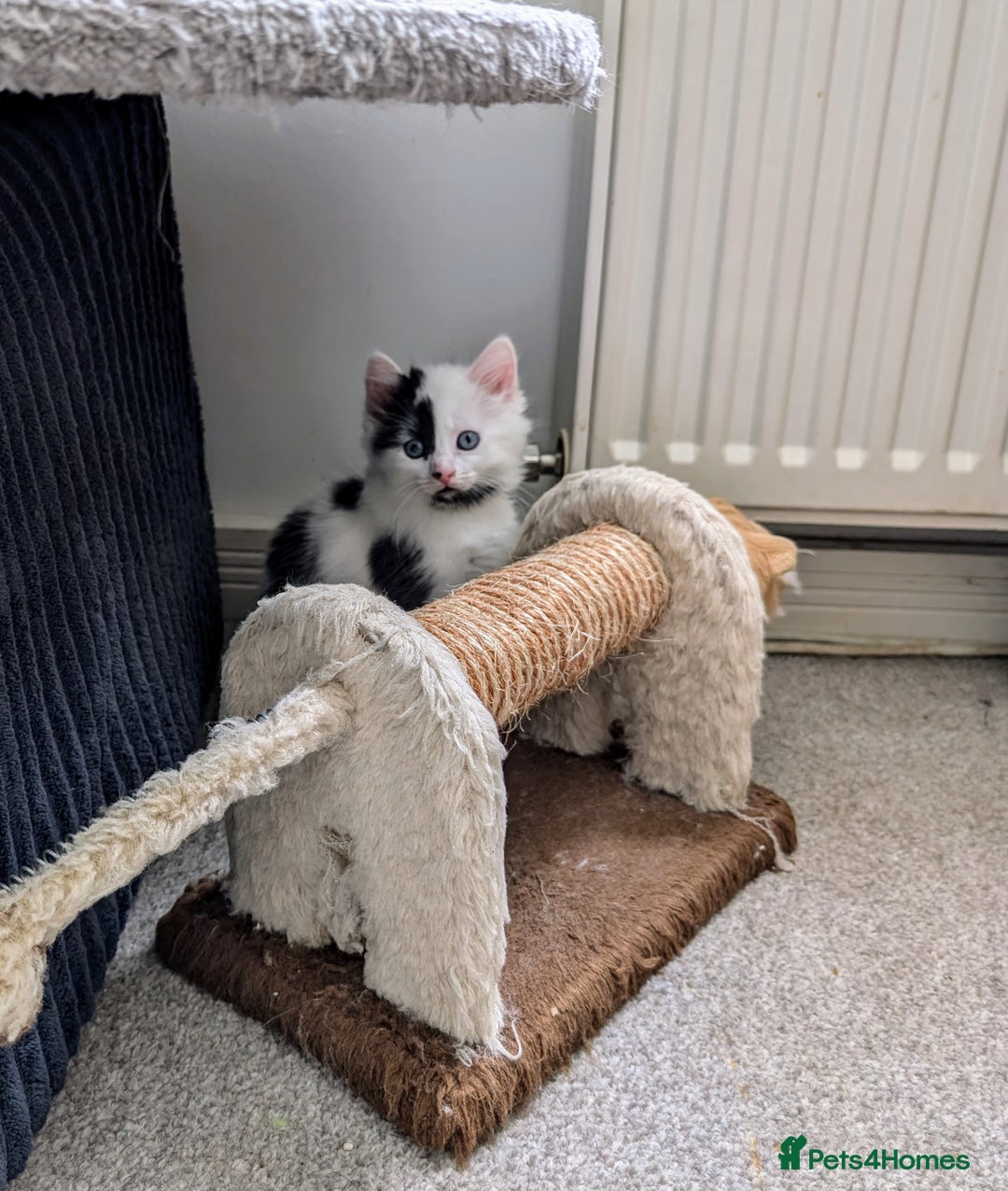 Mixed Breed cats for sale: Beautiful healthy kittens 😍😍 - Image 4