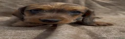 Miniature Dachshund dogs for sale: Miniature wire haired dachshunds 🐶 - Advert 18