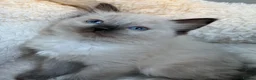 Ragdoll cats for sale: 🥇AWARD WIN 🏆 GCCF RAGDOLL KITTENS  - Advert 13