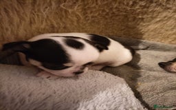 Chihuahua dogs for sale: KC Chihuahua puppies  - Image 16