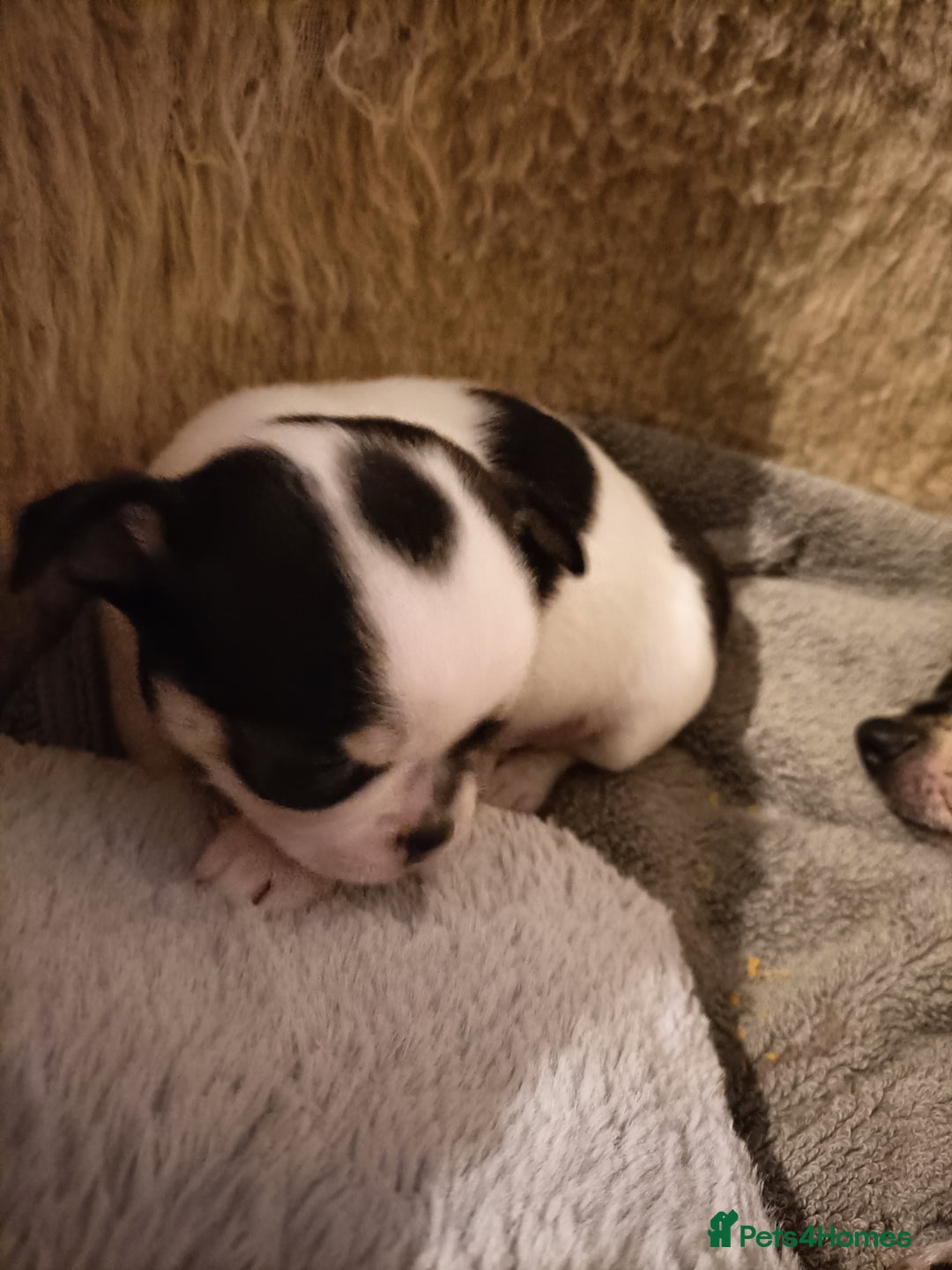 Chihuahua dogs for sale: KC Chihuahua puppies  - Image 16
