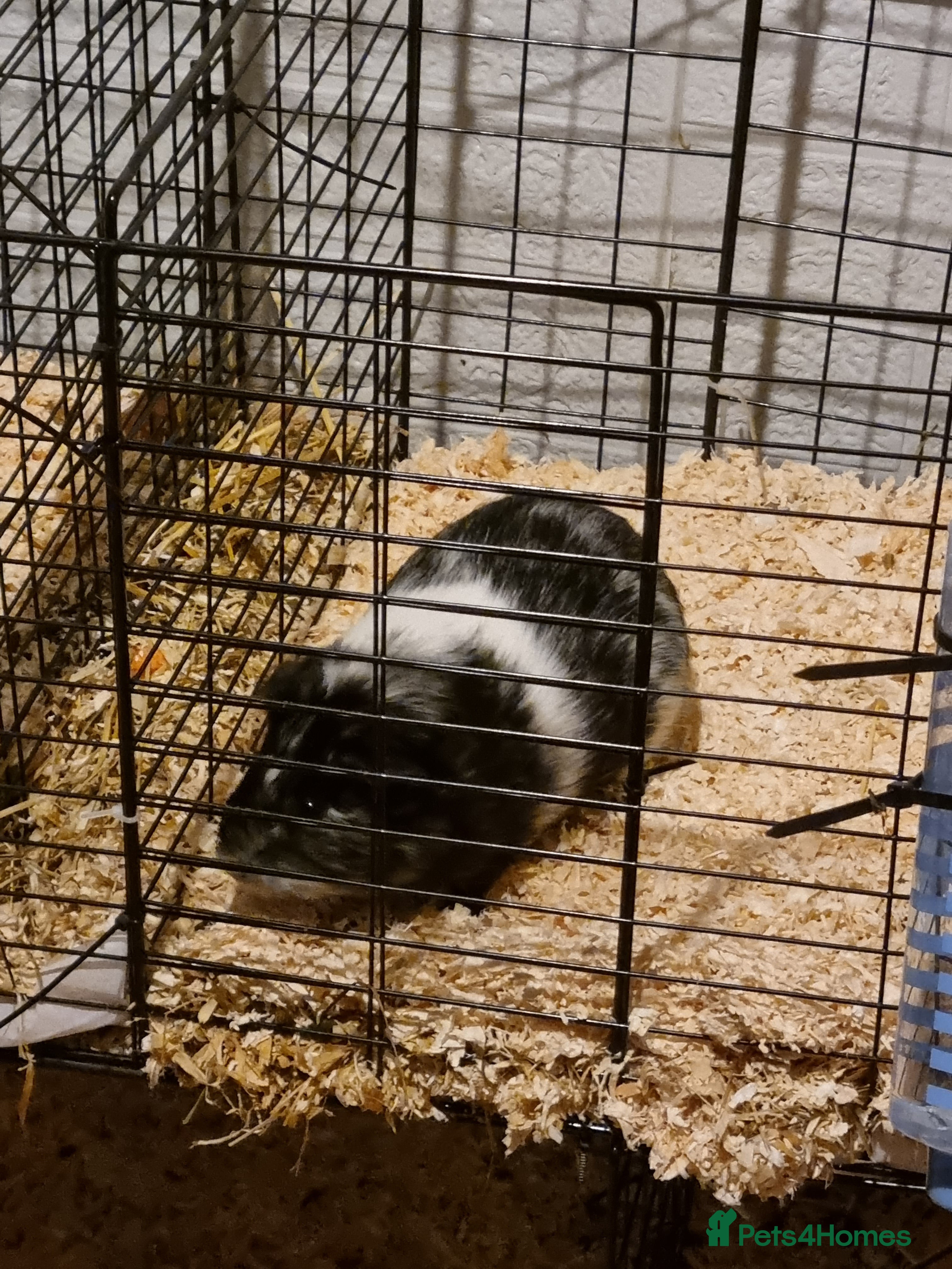 Guinea Pig rodents Gorgeous male guinea pig  - Advert 1