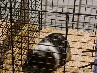 Guinea Pig rodents Gorgeous male guinea pig - Advert 1