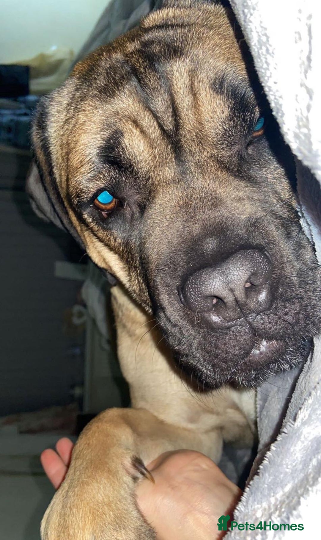Cane Corso dogs for sale: Cane corso female  - Image 2