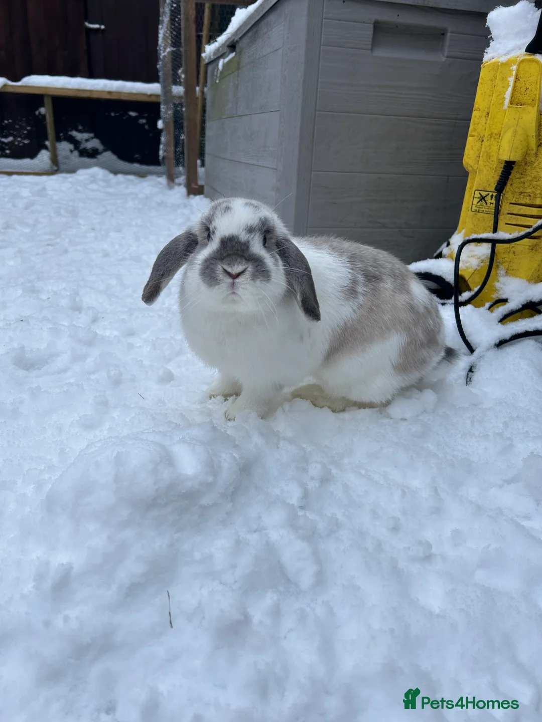 Mini Lop rabbits for sale: 3 female rabbits for sale  - Advert 4
