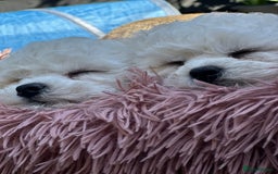 Bichon Frise dogs for sale: KC Bichon Frise puppies in Northampton - Image 4