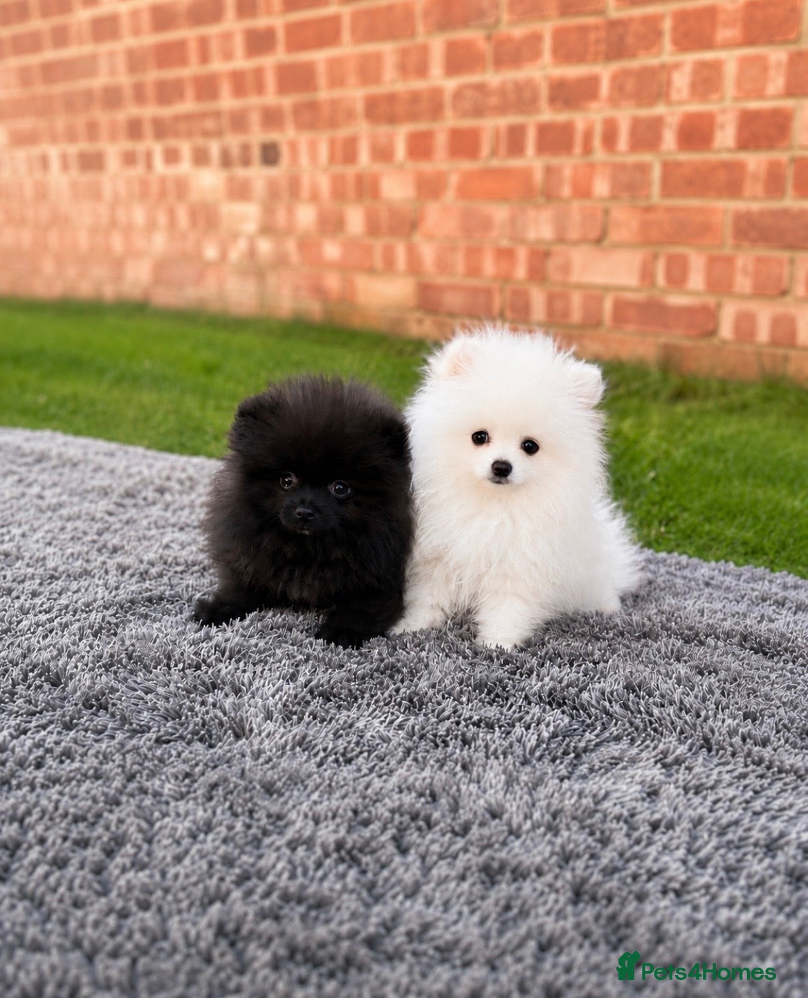 Pomeranian dogs 🐻Tiny Boys🔥Outstanding Quality  - Advert 1