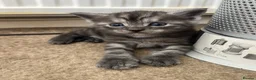 Maine Coon cats for sale: Maine coon cross kittens in Melksham - Advert 14