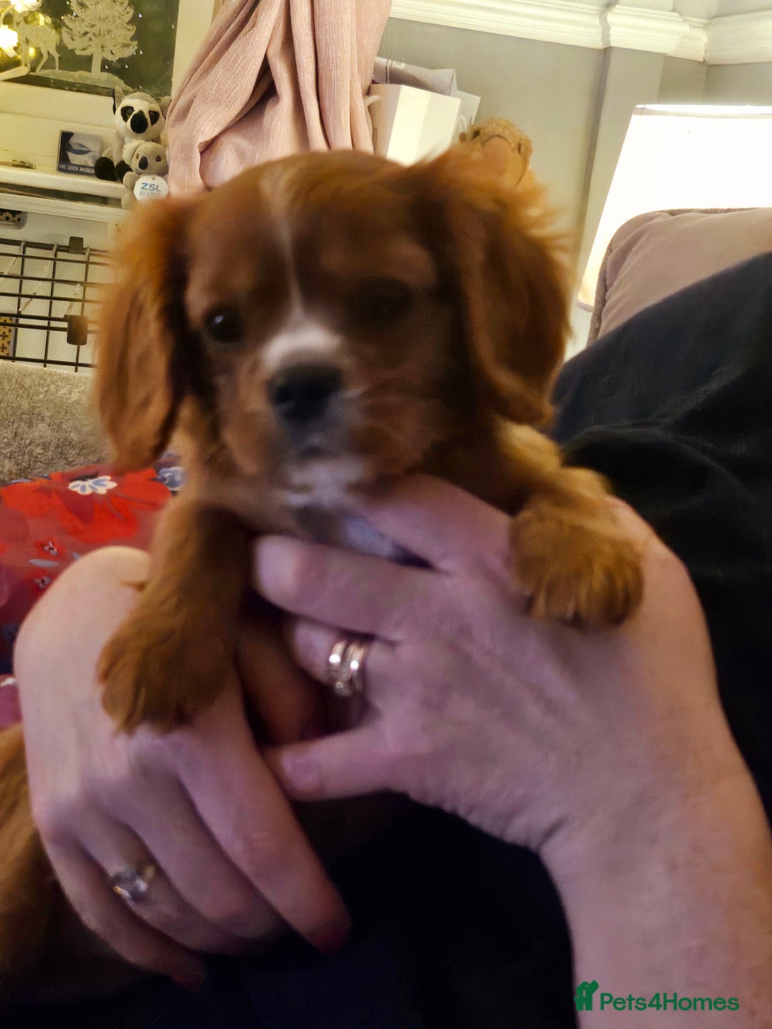 Cavalier King Charles Spaniel dogs for sale: Cavalier king charles puppys READY NOW pedigree KC - Advert 15