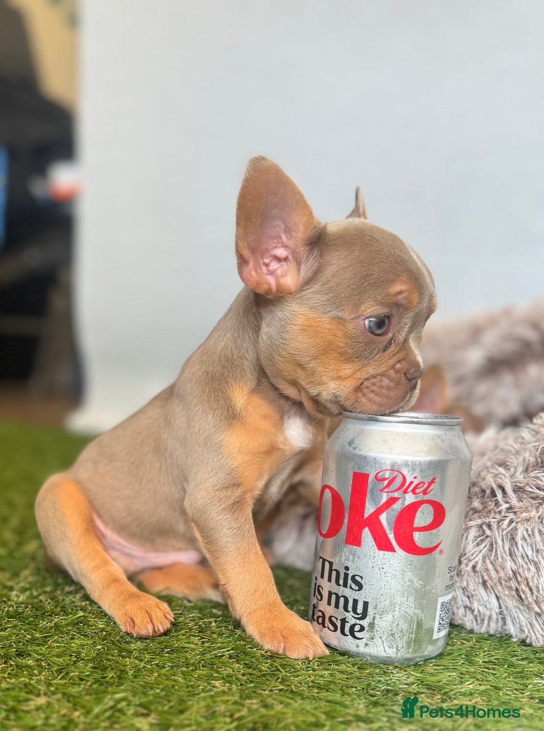 French Bulldog dogs for sale: Fluffy French Bulldogs/DNA Tested Parents  - Image 13