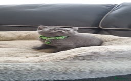 British Shorthair cats for sale: 3 BEAUTIFUL BSH KITTENS FOR SALE 2 Blue 1 Lilac - Image 13