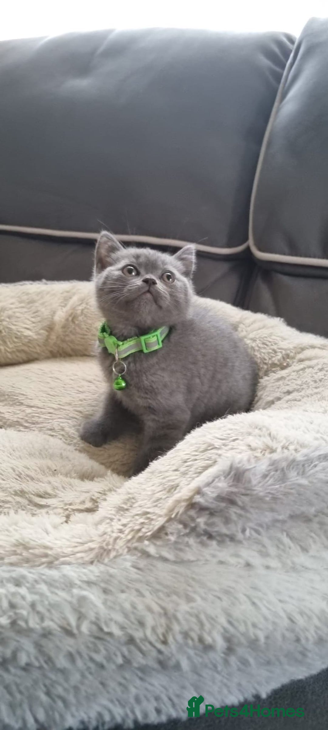 British Shorthair cats for sale: 3 BEAUTIFUL BSH KITTENS FOR SALE 2 Blue 1 Lilac - Image 13