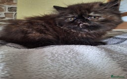Persian cats for sale: 💗2 Boys and 1 Girl 💗 - Image 16