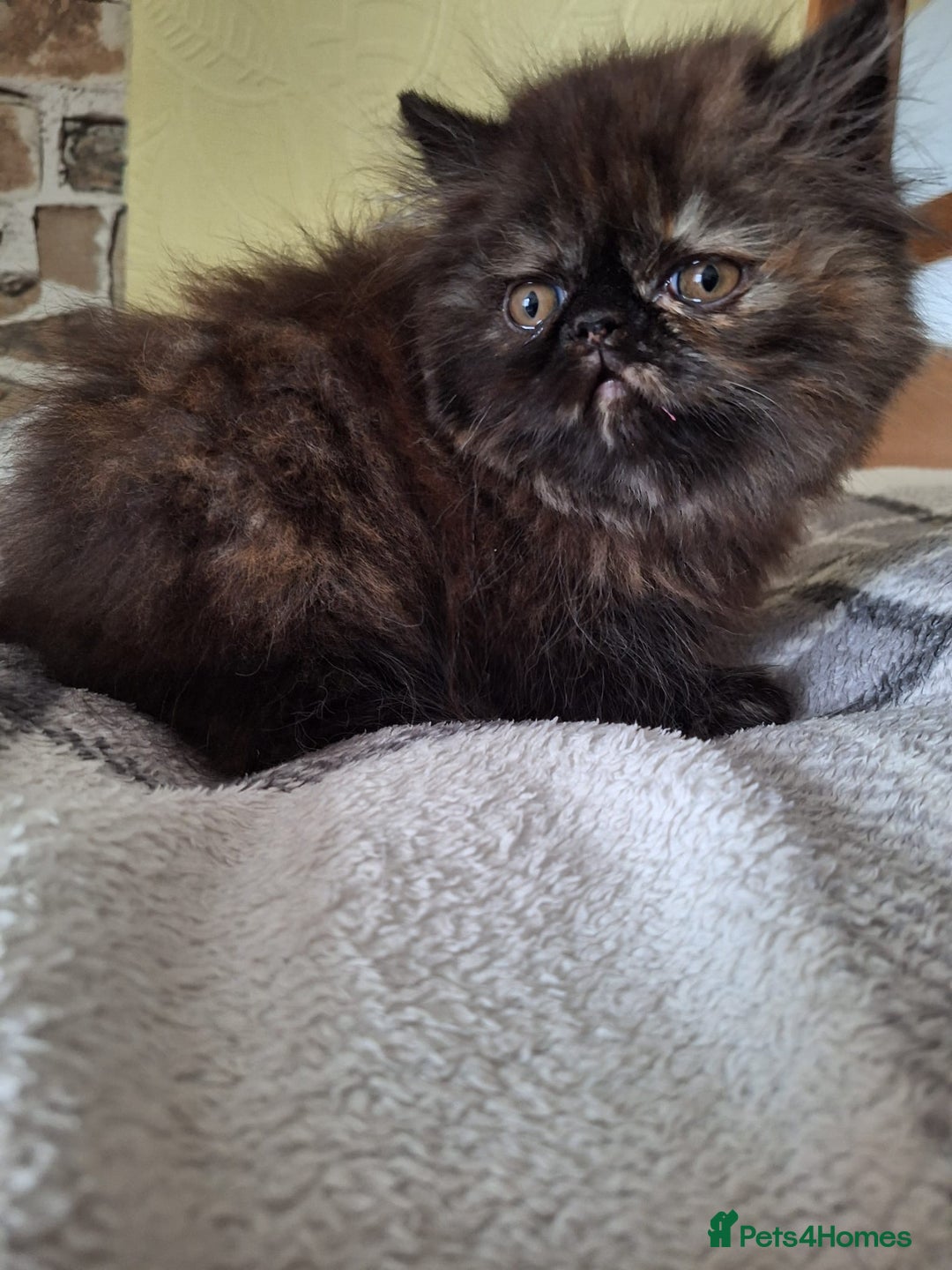 Persian cats for sale: 💗2 Boys and 1 Girl 💗 - Image 16