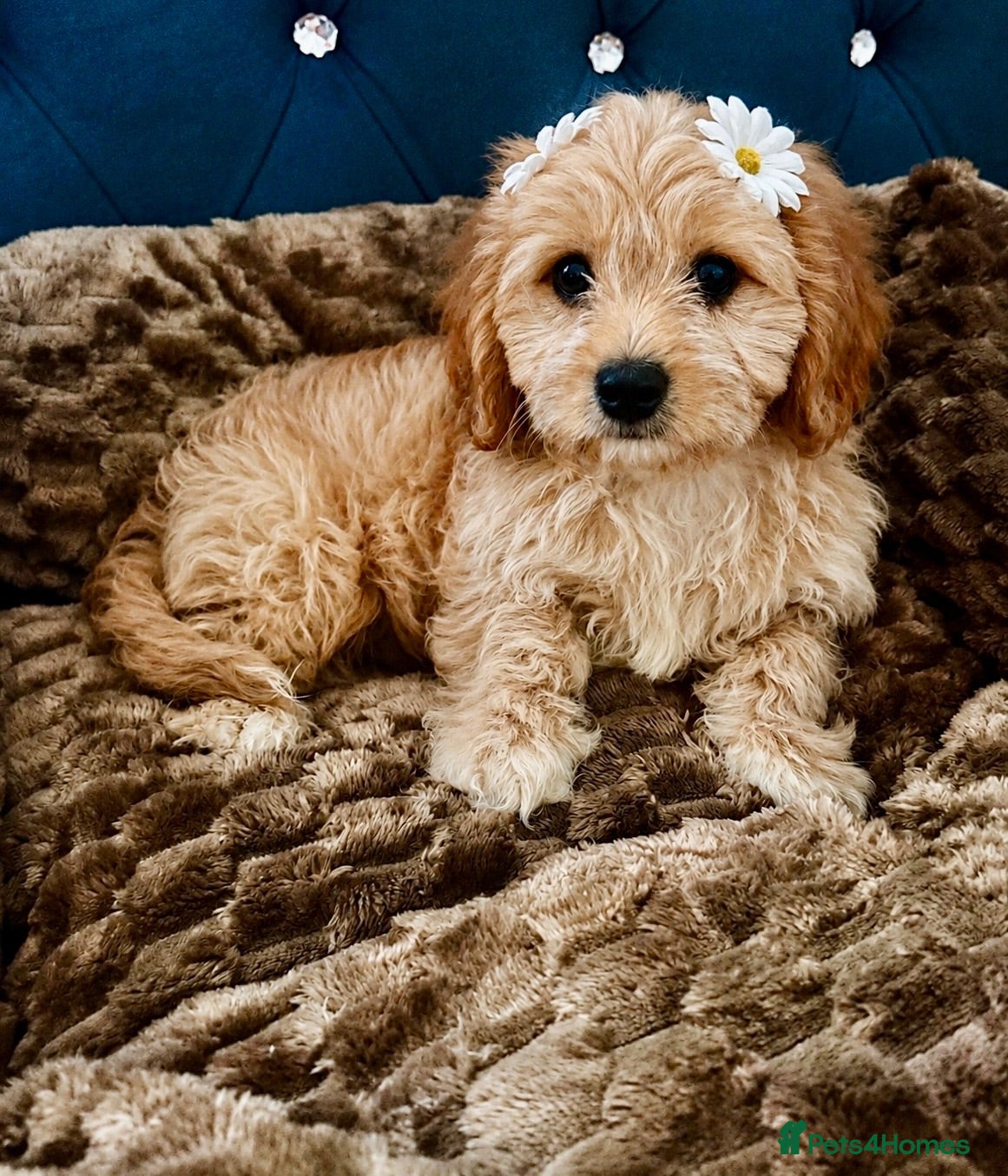 Maltipoo dogs BEAUTIFUL F1B MALTIPOOS READY TO LEAVE! - Advert 3