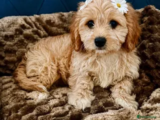 Maltipoo dogs BEAUTIFUL F1B MALTIPOOS READY TO LEAVE! - Advert 2