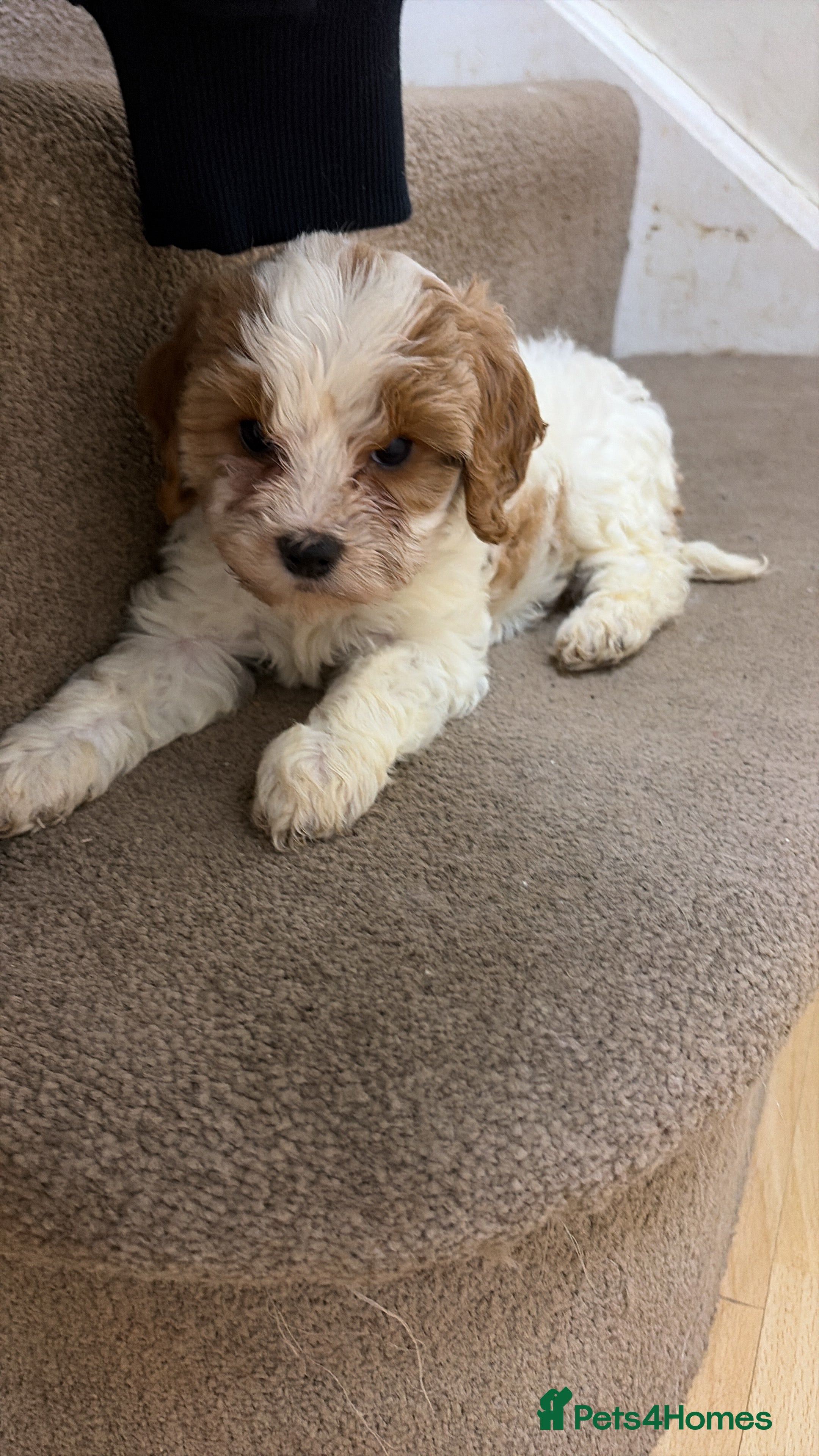 Cavapoo dogs Stunning F1b Cavapoos - Advert 14