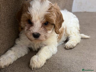 Cavapoo dogs Stunning F1b Cavapoos - Advert 14
