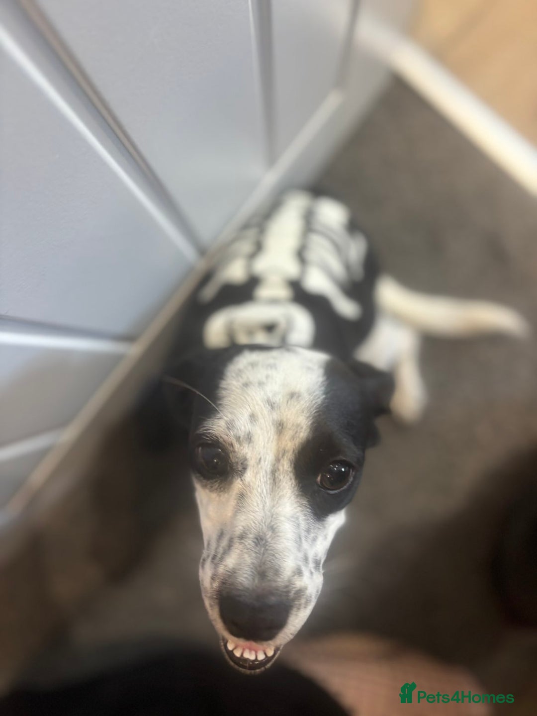 Mixed Breed dogs for sale: Mixed breed 1 year and 4 months old - Image 6