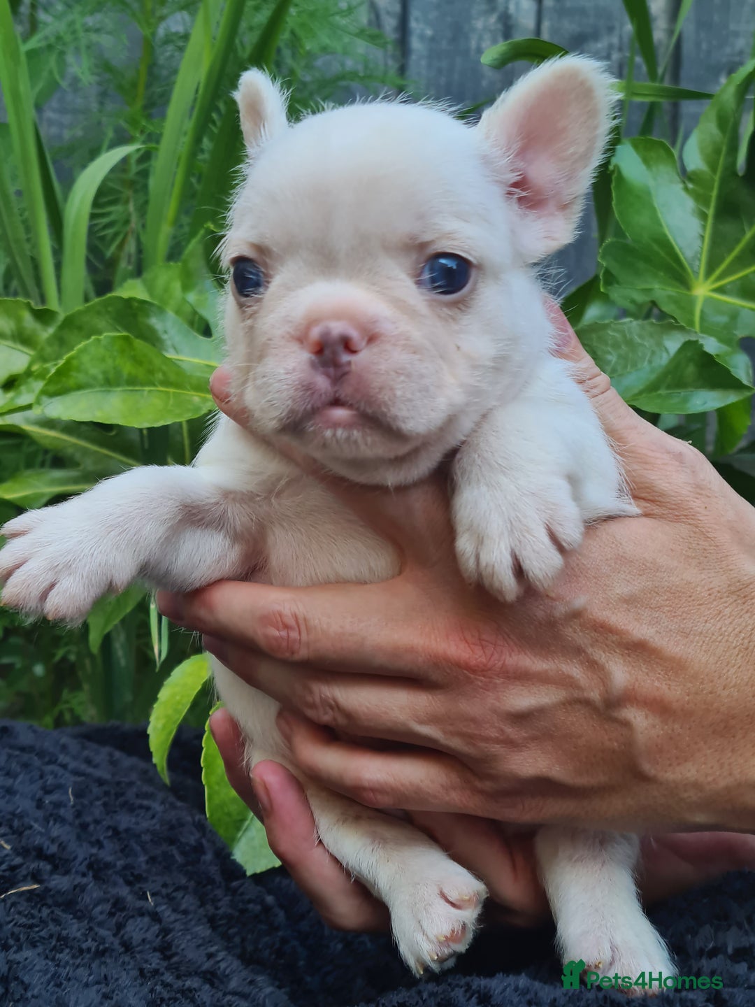 French Bulldog dogs for sale: Big Perm, fluffy and furnished frenchies  - Image 18