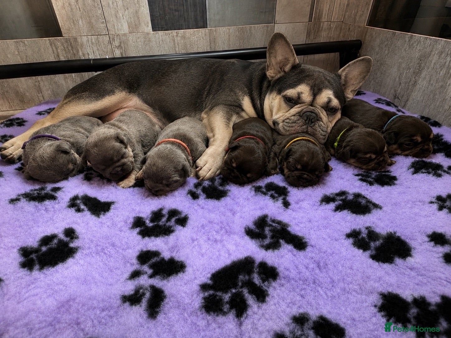 French Bulldog dogs Outstanding KC registered French bulldog puppies  - Advert 1