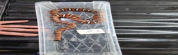King Snake reptiles for sale: Arizona mountain king snakes - Advert 4