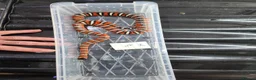 King Snake reptiles for sale: Arizona mountain king snakes - Advert 4